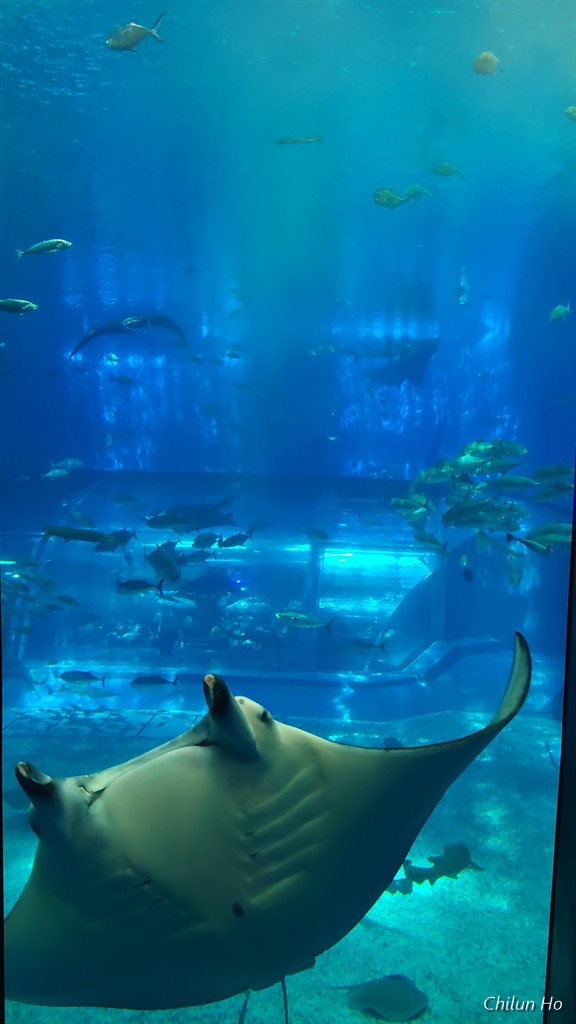 沖縄美ら海水族館